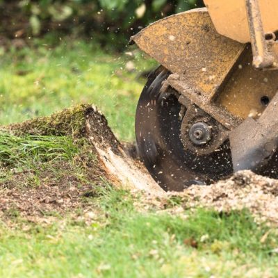 stump_grinding-3